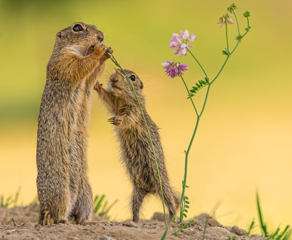 Anya, én is éhes vagyok