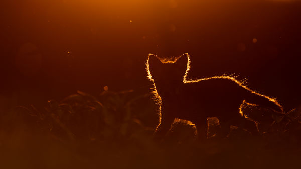 Surranó kis árnyak...