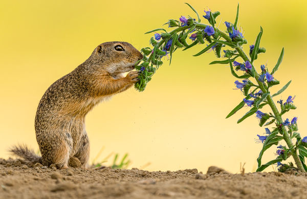 Aki a virágot szereti...