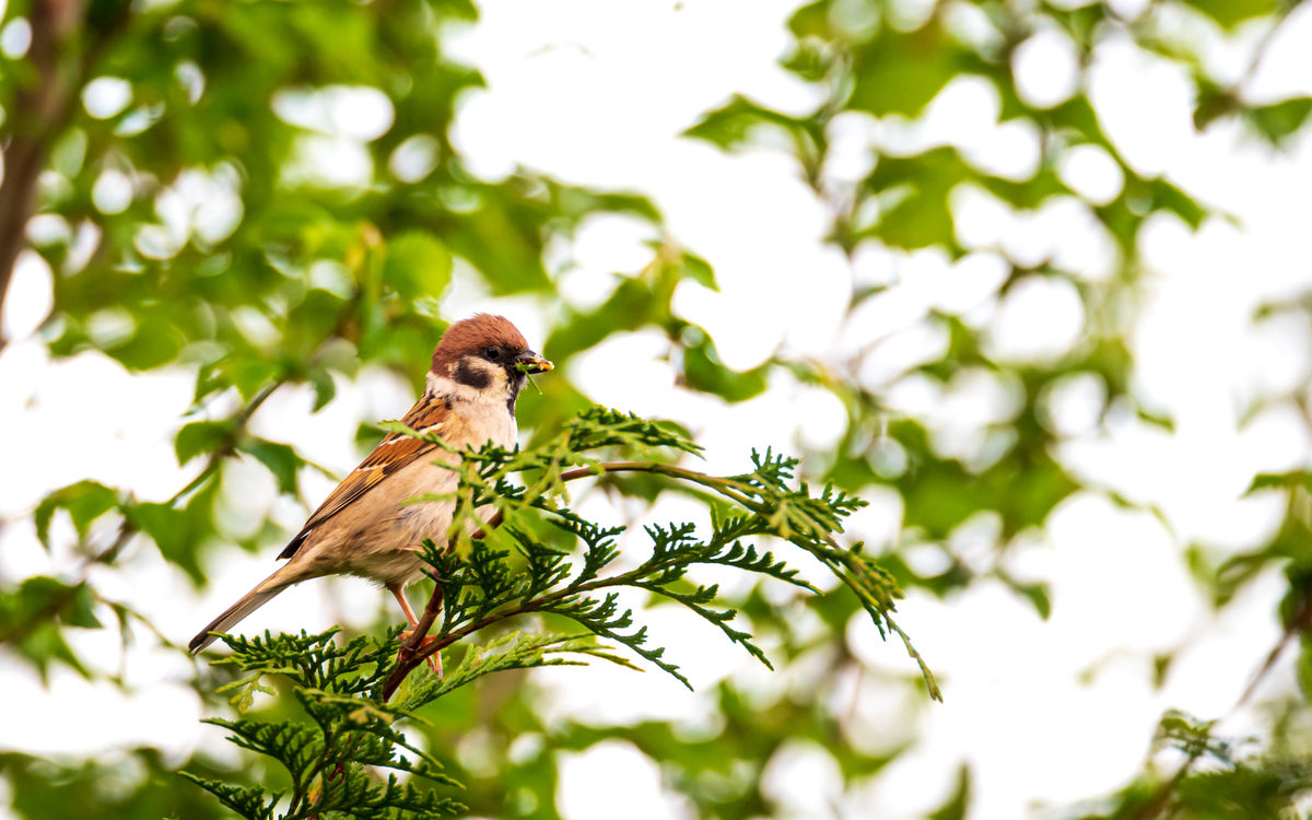 Benke Péter Valentin