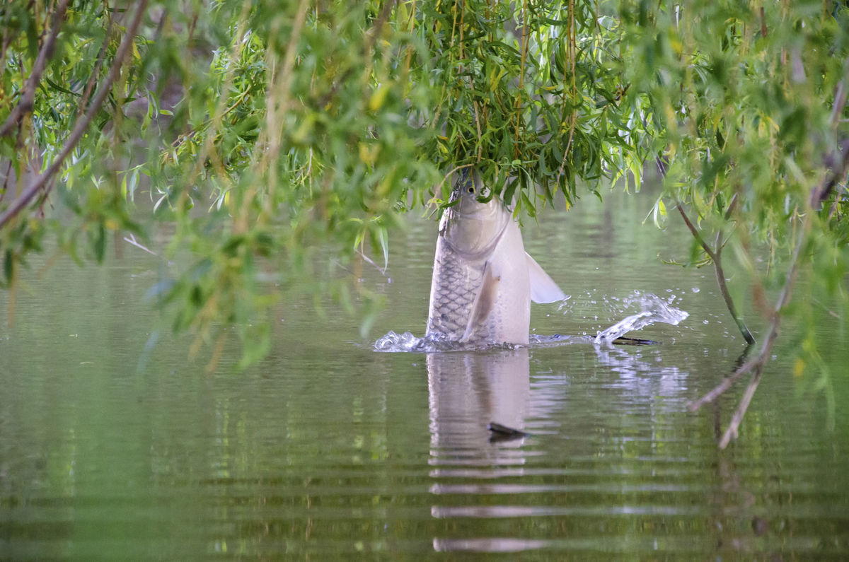 Berkesi Ágota Mirjam