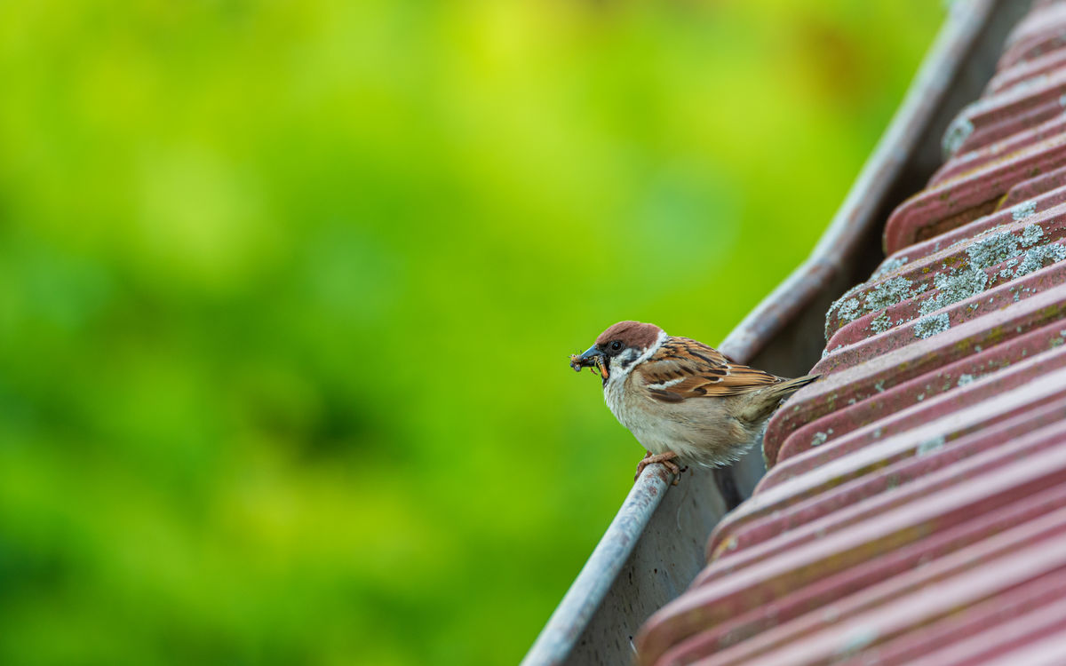 Benke Péter Valentin