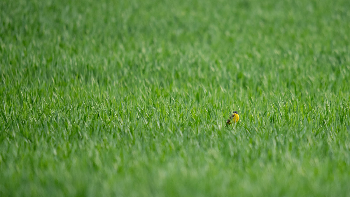 Pálinkás Csaba János