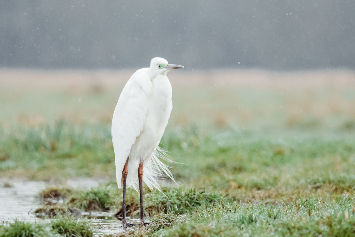 Gémné Kovács Anita