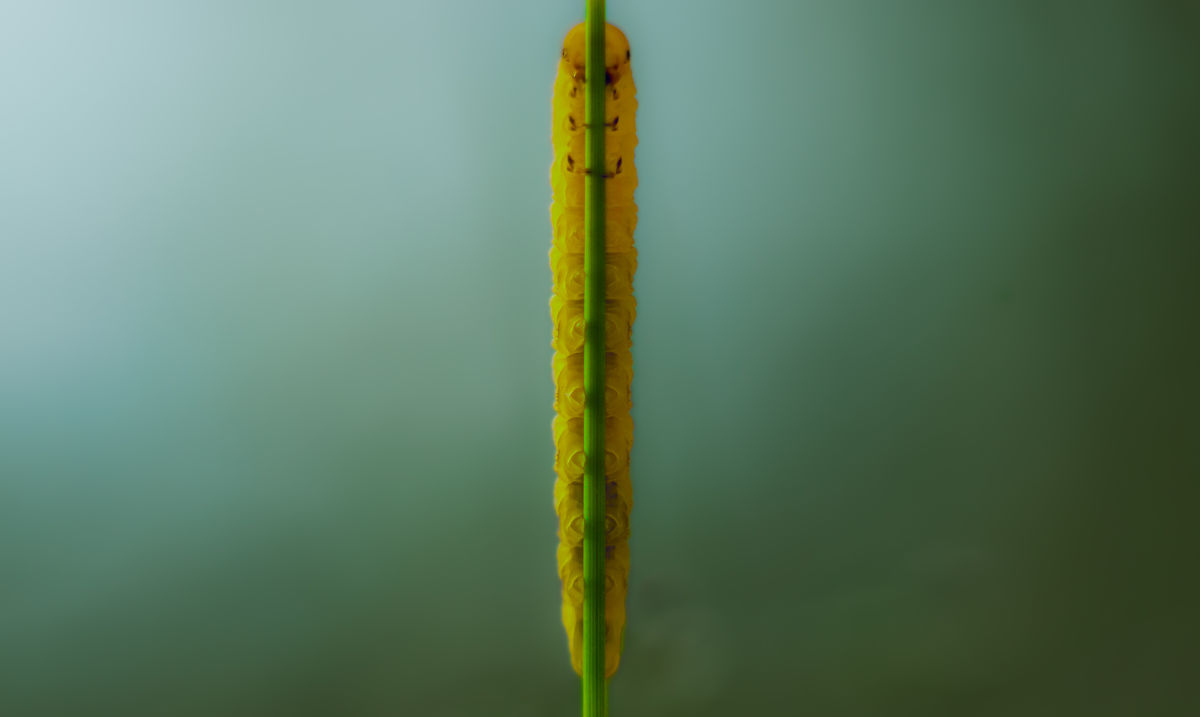 Gárdonyi Annamária