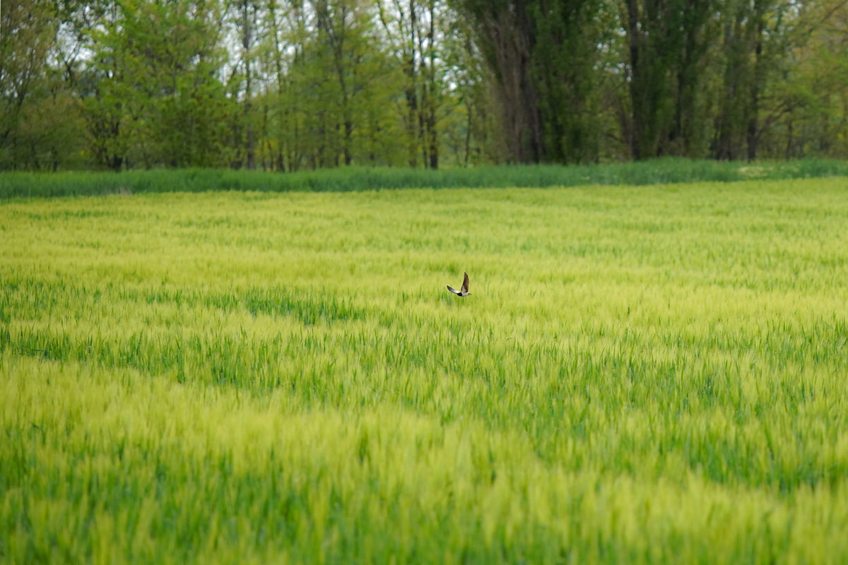 Pálinkás Csaba János
