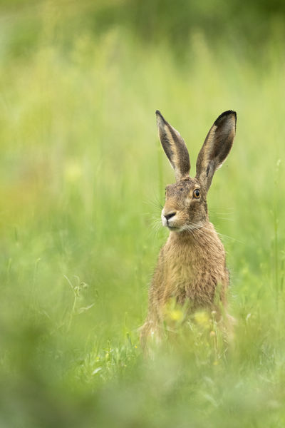 Valaki Húsvétot említett?!