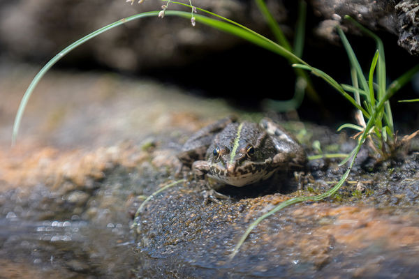 Bújj bújj zöld ág..