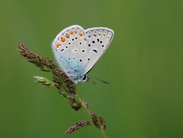 Közönséges boglárka fűszálon