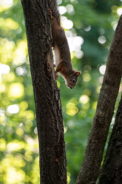 Mint a mókus a fenn a fán...