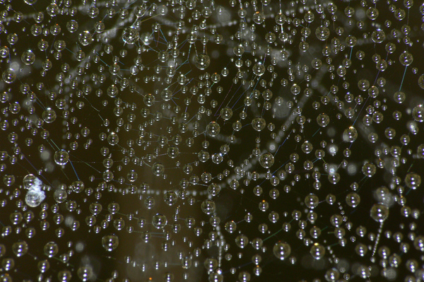 Gyöngyharmat-szőttes