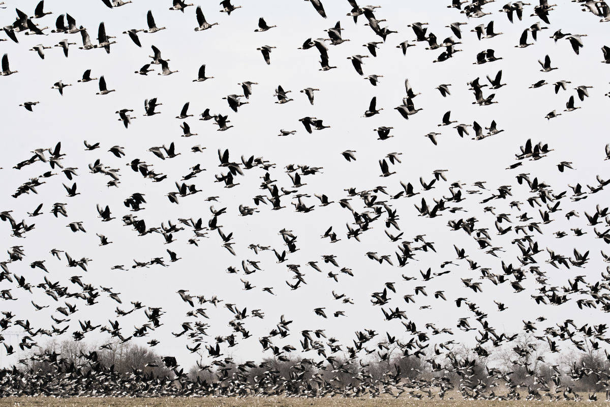 Gémné Kovács Anita