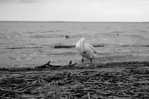 "Ne fürgyé le" "Ne fürgyé le"