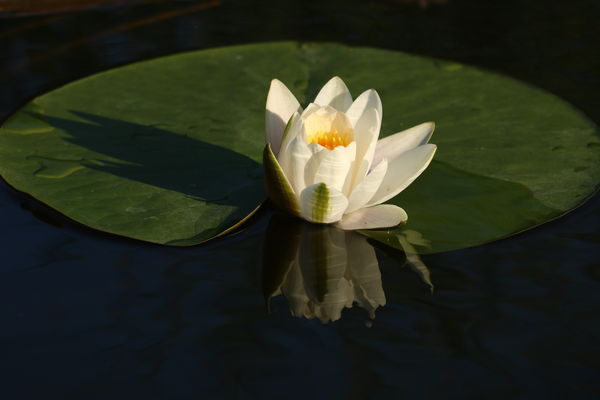 Tavirózsa örök szépség