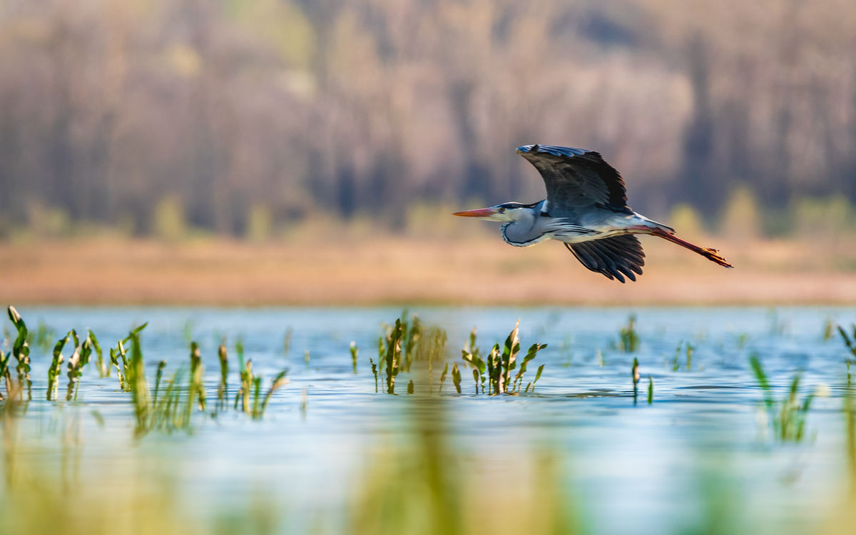Benke Péter Valentin