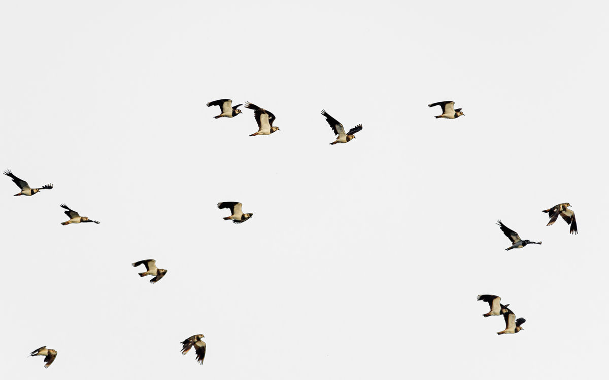 Benke Péter Valentin