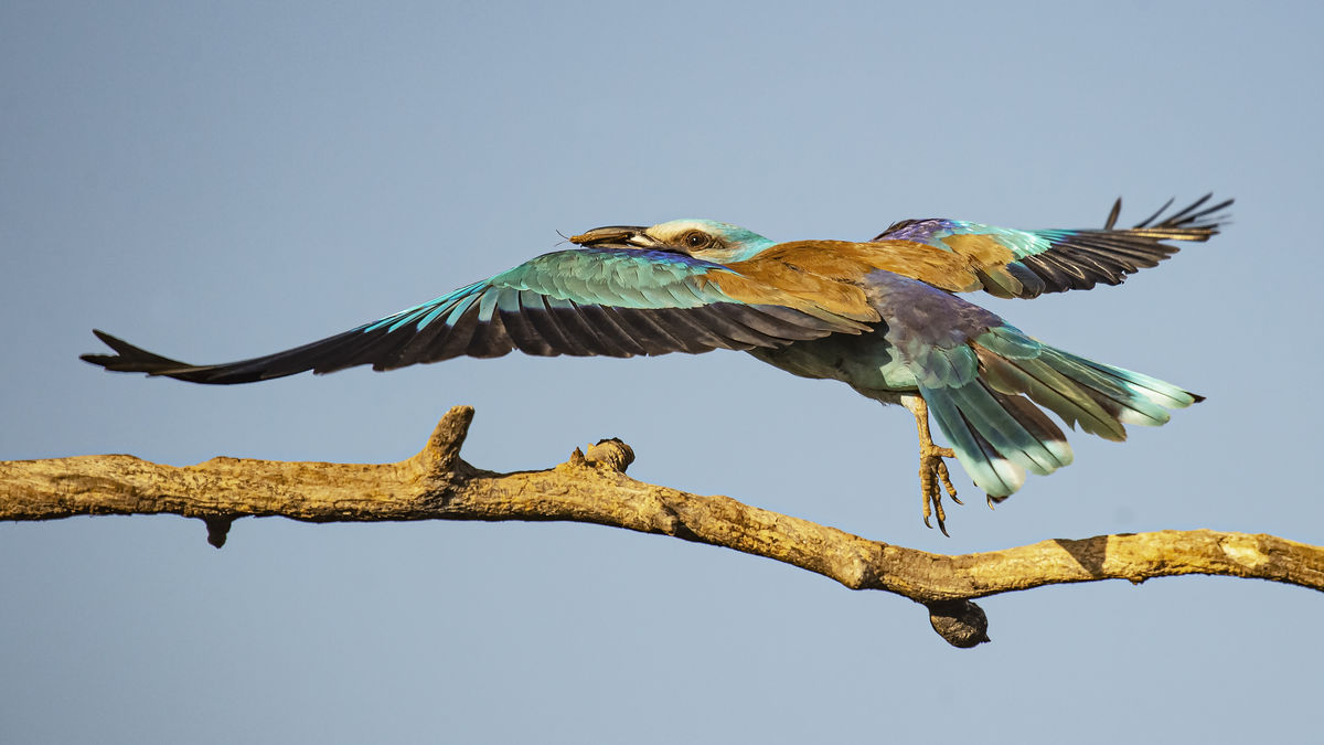 Gaál Zoltán Péter