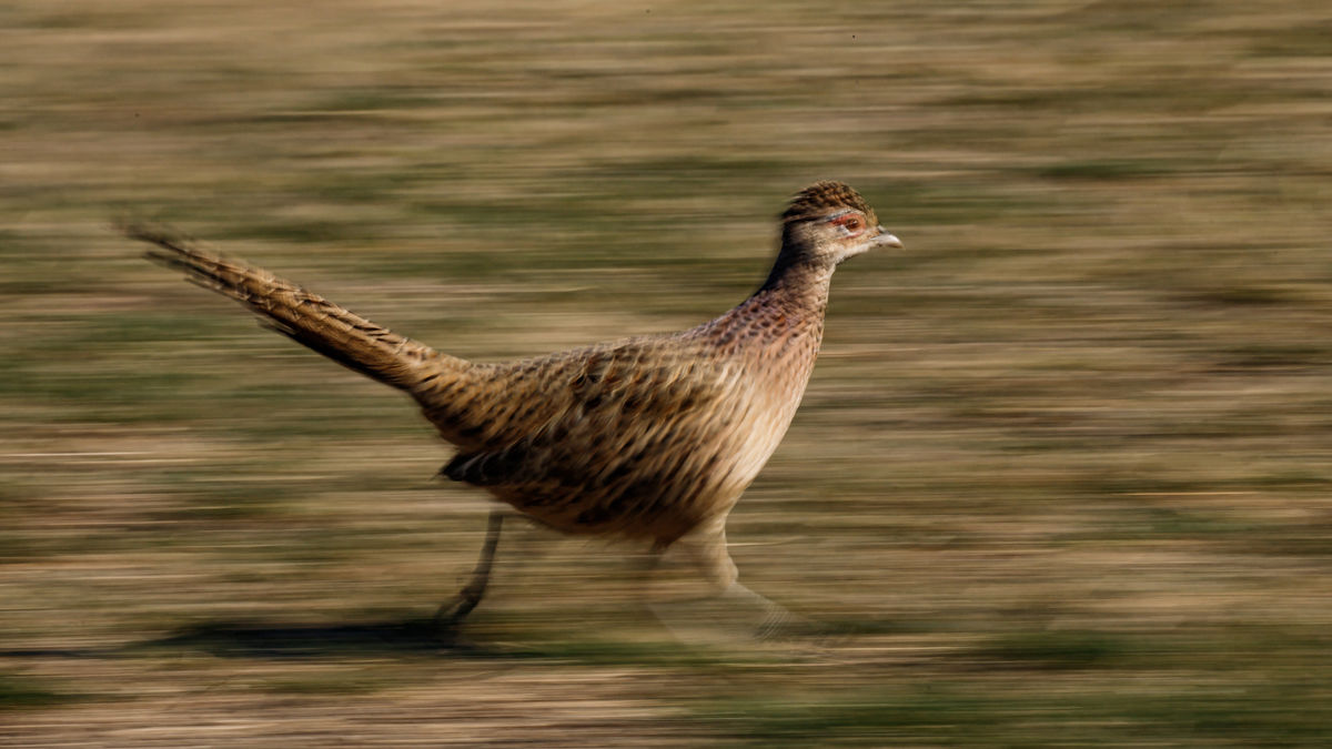 Gyenti-Kálvin Kinga