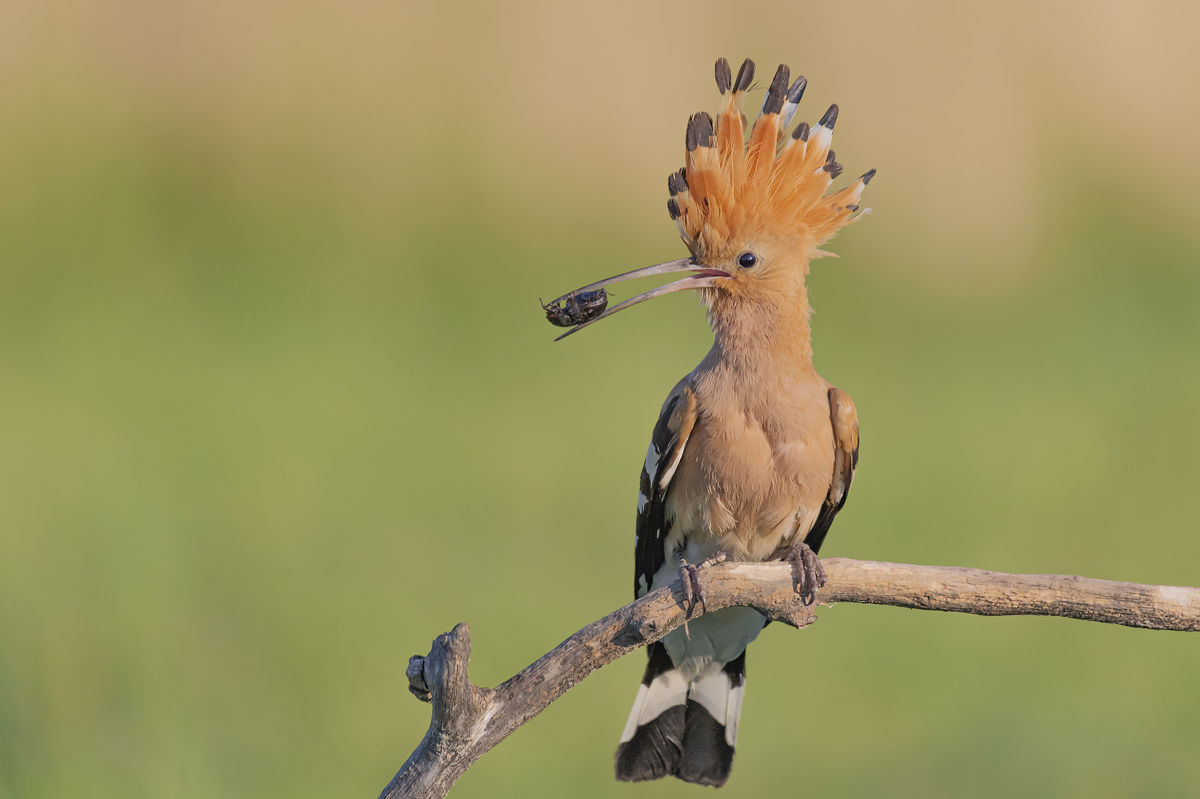 Gaál Zoltán Péter