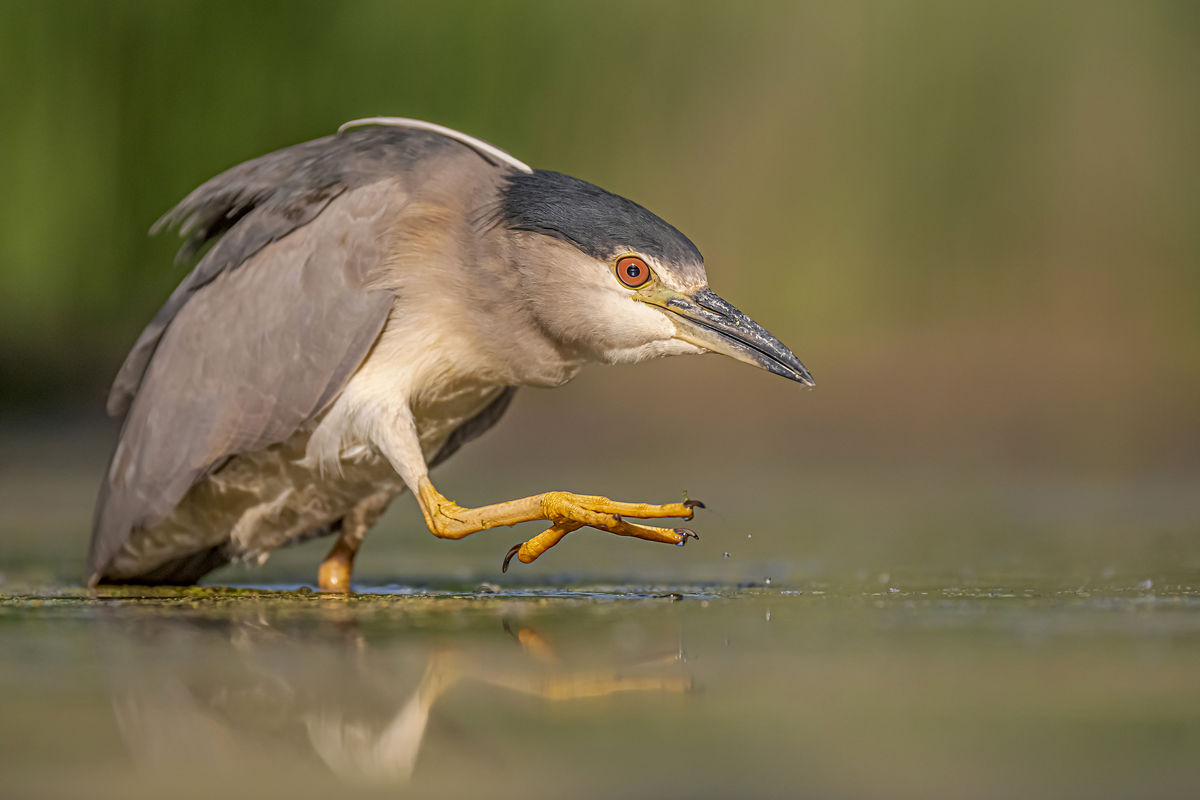 Gaál Zoltán Péter