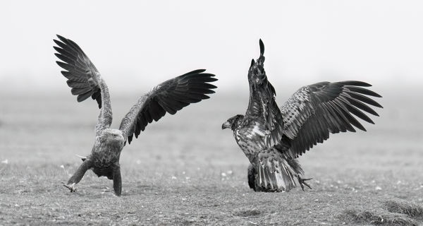 Taníts meg táncolni!