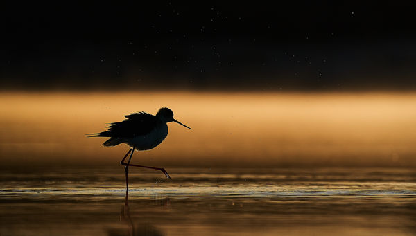 "Csillagok" között