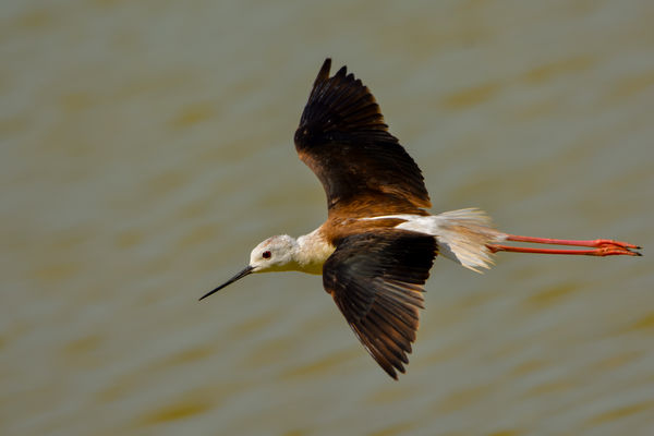 Gólyatöcs a tó felett
