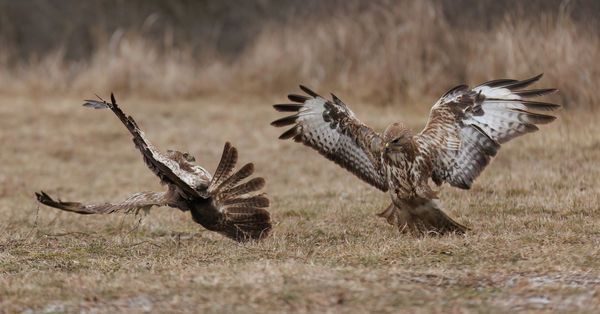 Védekezés - támadás