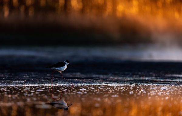 Hajnali séta a szikesen