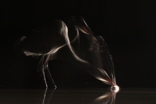 A halfogás fázisai