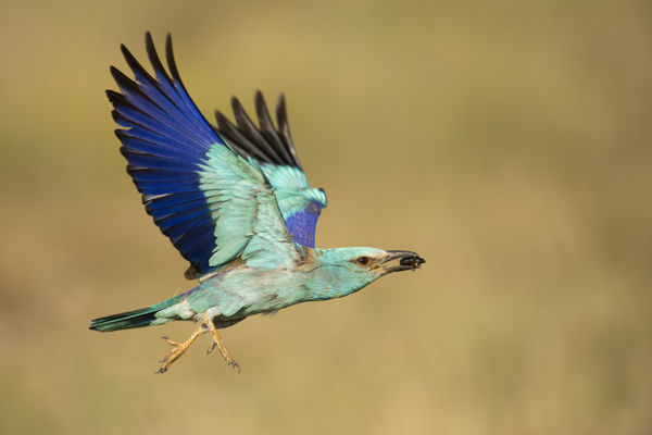 Kengyelfutó gyalogkakukk