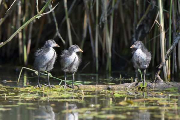 Nem láttátok a fodrászt?