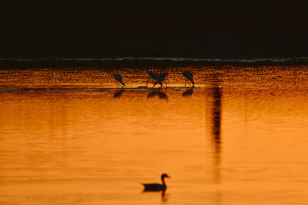 Borostyánfényes vacsora