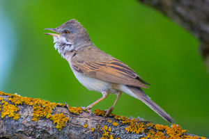 Én hangosabb vagyok. Én hangosabb vagyok.
