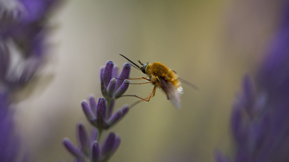 Gyenti-Kálvin Kinga
