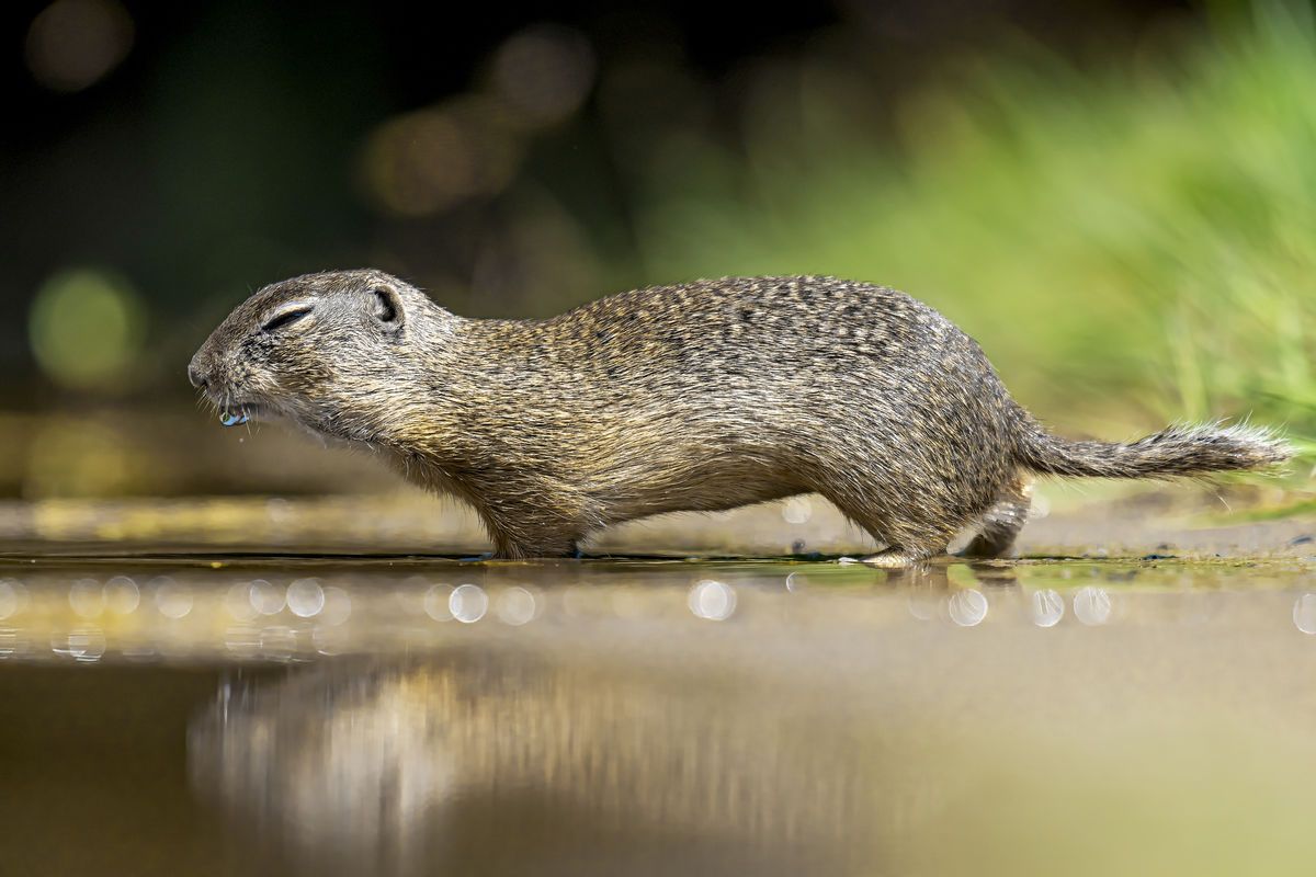 Gaál Zoltán Péter