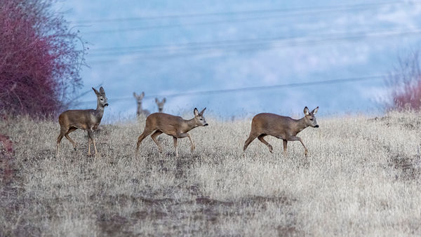 Aki nem lép egyszerre ...