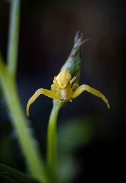 Apró halálos ölelés