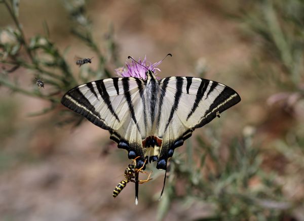 Harc az utolsó virágért