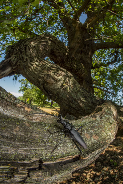 Az öreg tölgy lakója