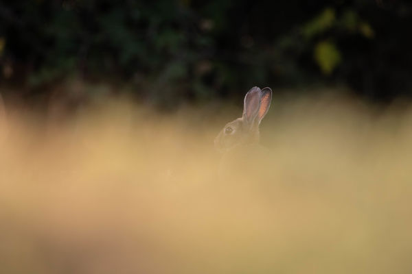 Aki bújt, aki nem...