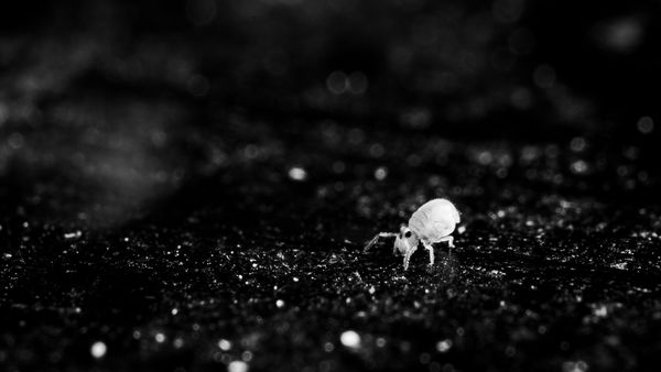 Fekete fehér kisgömböc