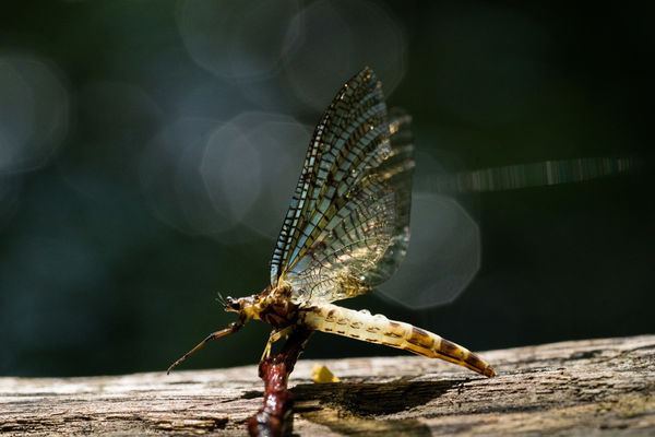 törékeny szépség