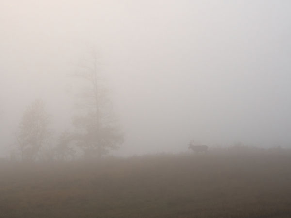 Ködös hajnalon