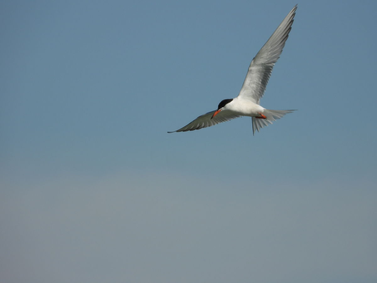 Kónya Máté Bertalan