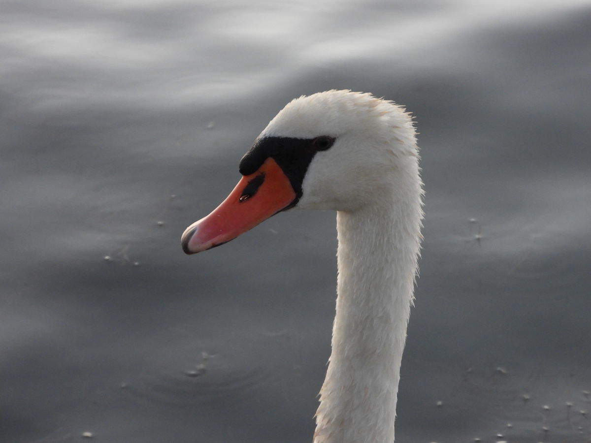 Kónya Máté Bertalan