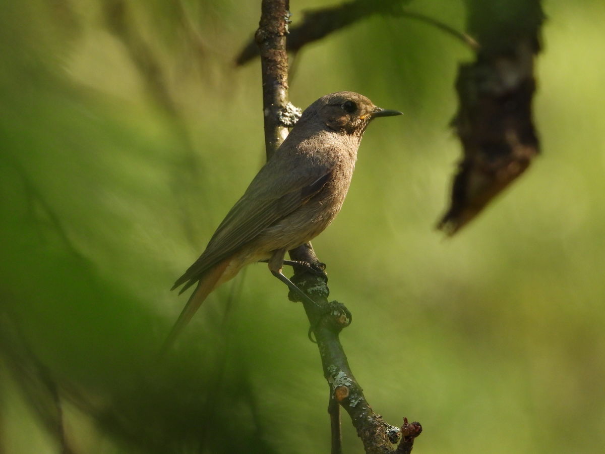Kónya Máté Bertalan