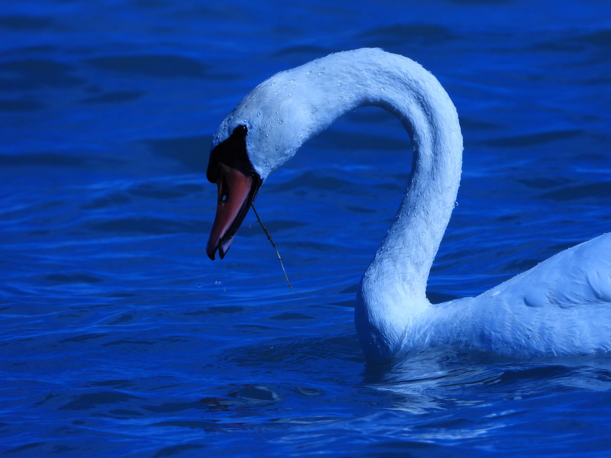 Kónya Máté Bertalan