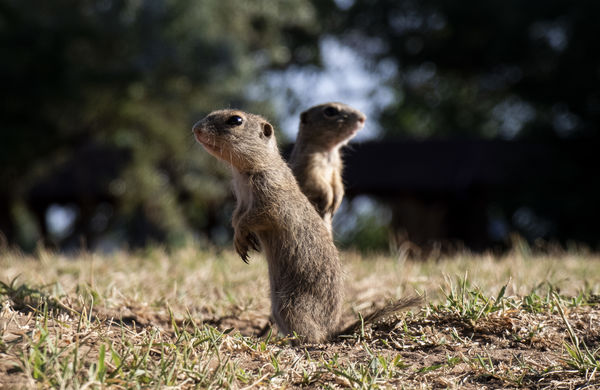 Több szem többet lát