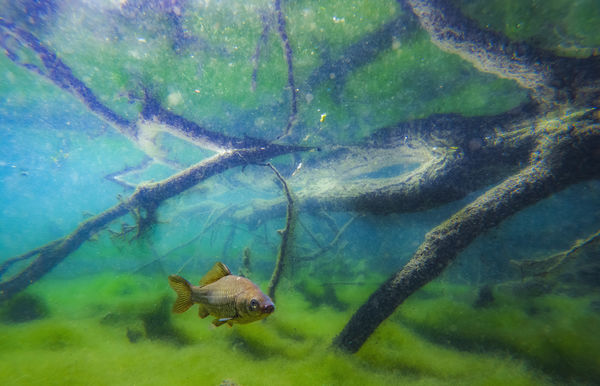 A kárász birodalma